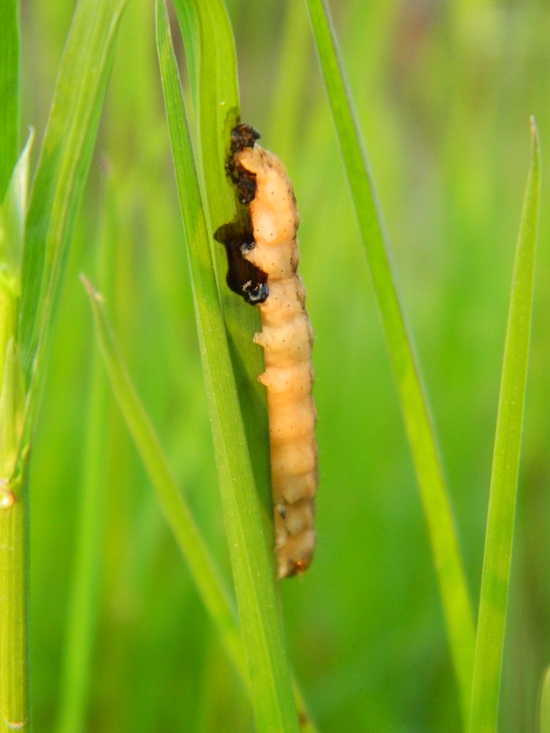 Larve di lepidottero predate: chi pu essere stato?